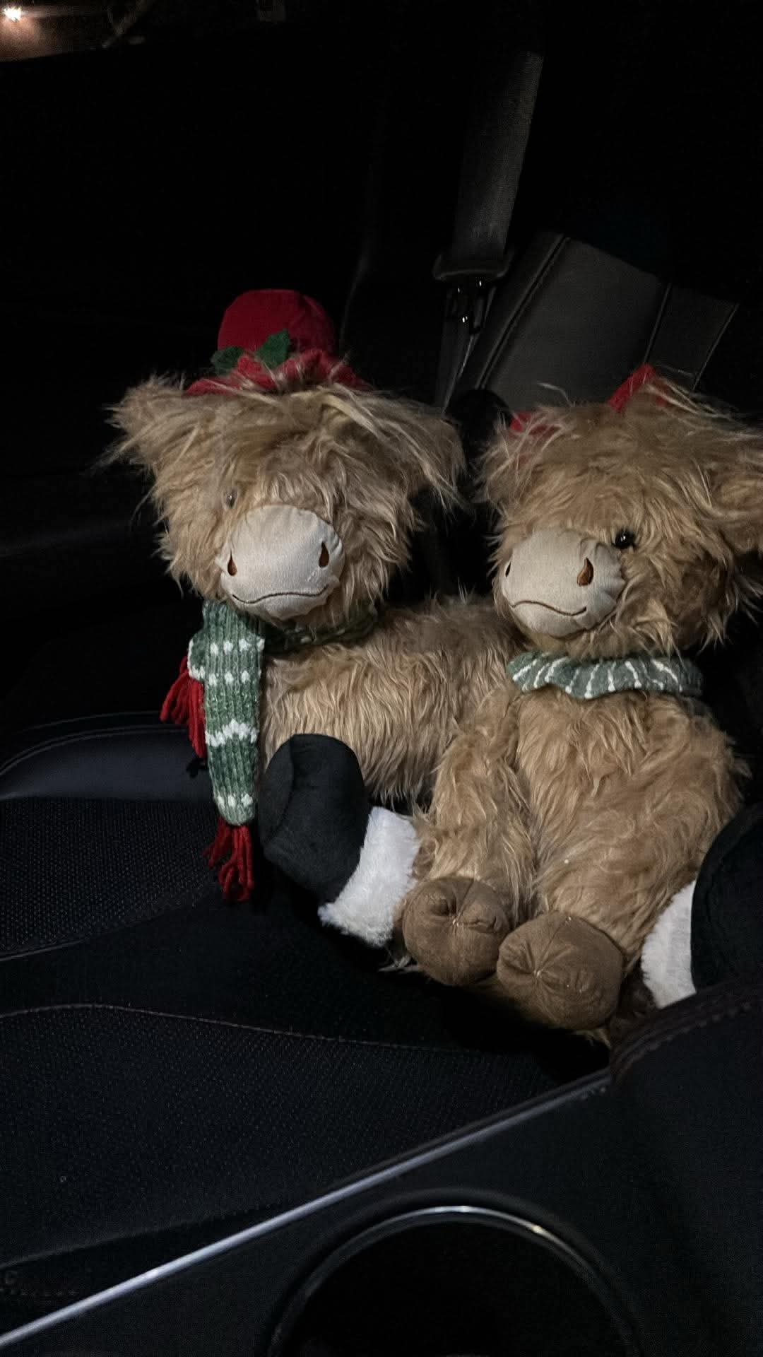 Highland Cow